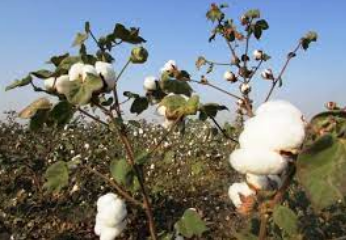 Organic Cotton of Delhi